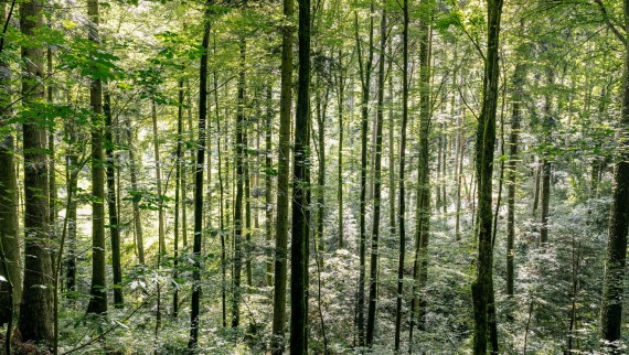 L’igiene con acqua: come Geberit AquaClean aiuta a ridurre l’uso di legno