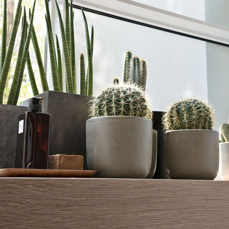 Varie piante ornamentali per il bagno