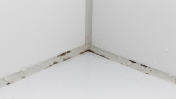 Muffa nelle fughe delle piastrelle del bagno Muffa nelle fughe delle piastrelle del bagno