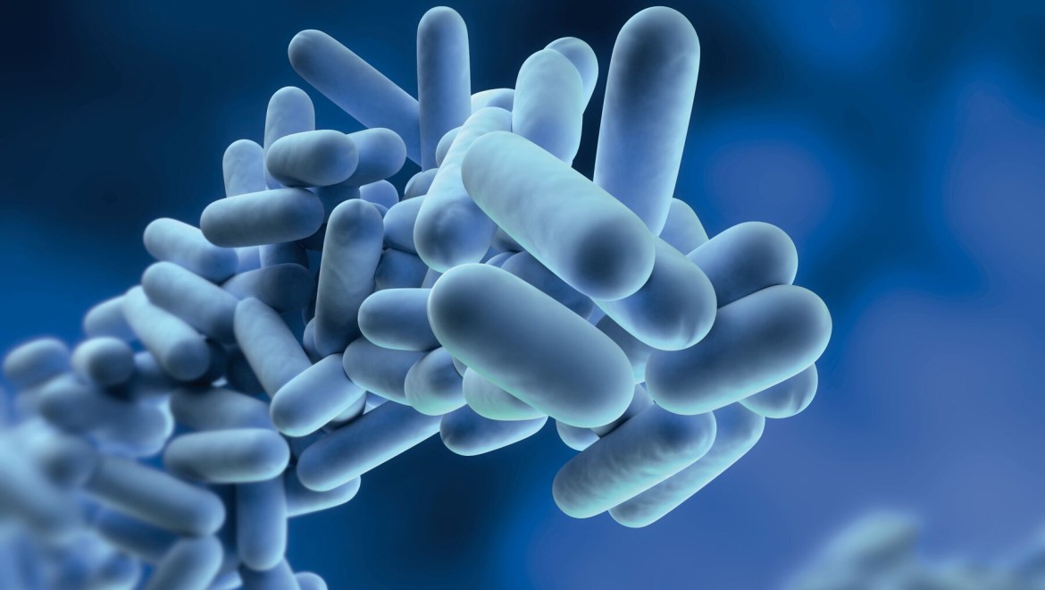 La legionella è un batterio che può moltiplicarsi nell’acqua potabile.