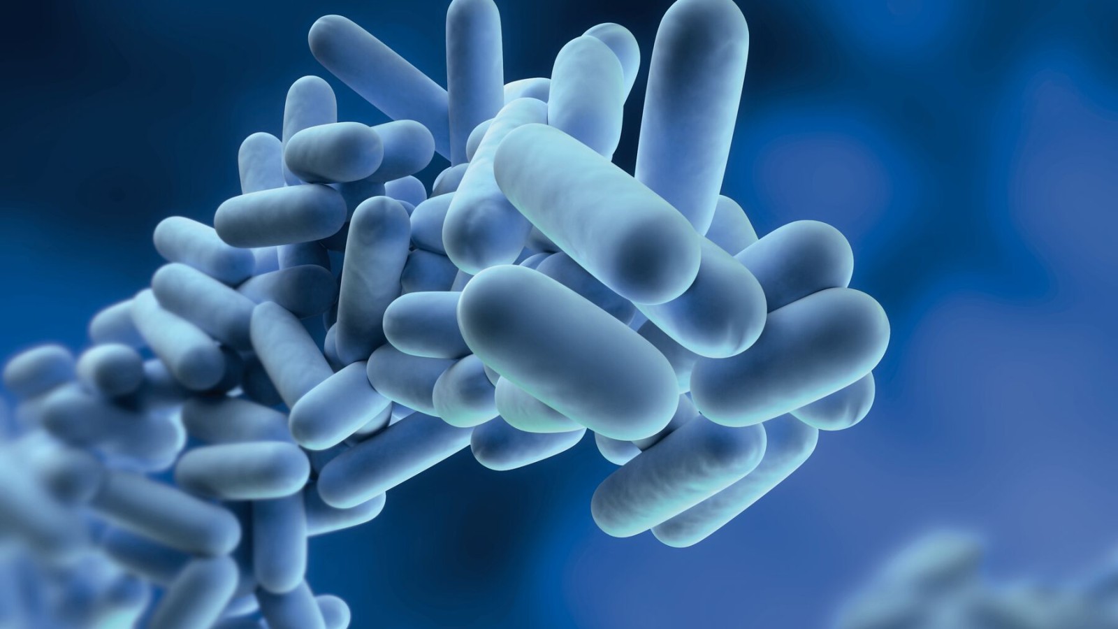 La legionella è un batterio che può moltiplicarsi nell’acqua potabile.