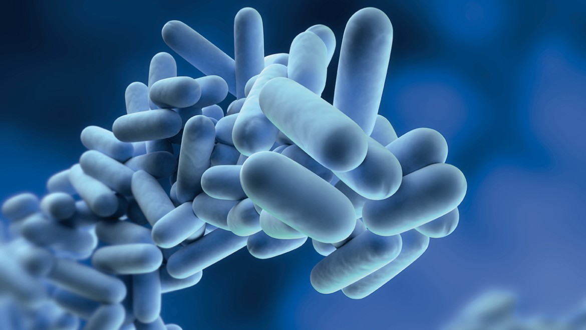 Legionella pneumophila Legionella pneumophila