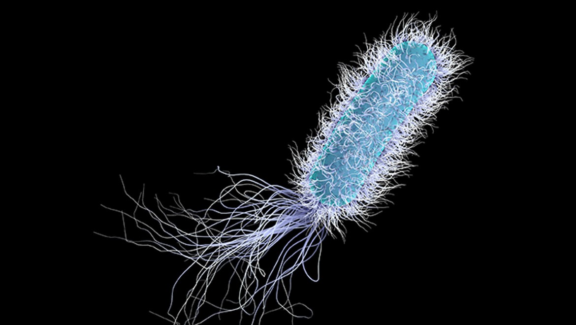 Pseudomonas aeruginosa Pseudomonas aeruginosa
