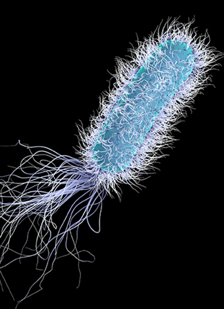 La legionella al microscopio La legionella al microscopio