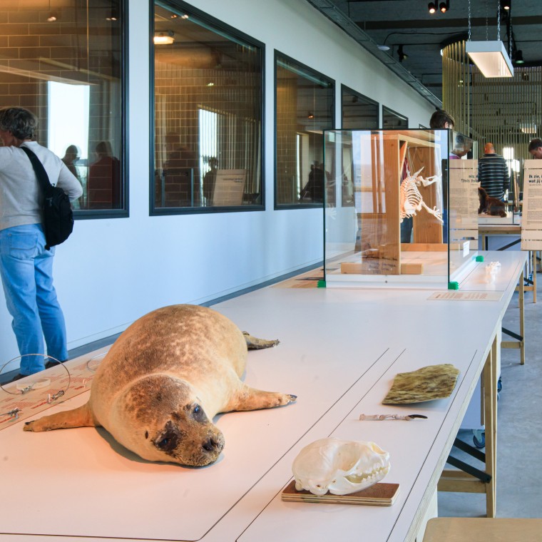 Sapevi che la foca è il più grande predatore dei Paesi Bassi? (© Tjeerd Visser)
