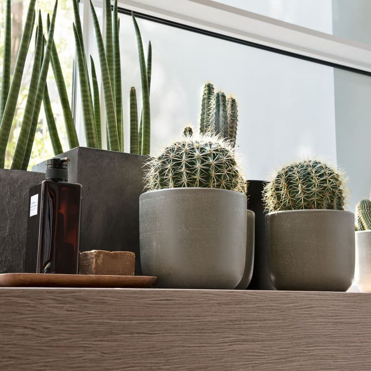 Varie piante ornamentali per il bagno Varie piante ornamentali per il bagno