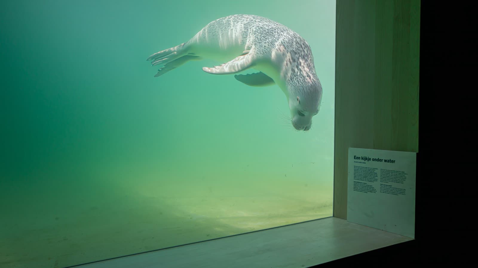 Gli animali feriti o malati dovrebbero essere in grado di tornare a nuotare in natura il più rapidamente possibile (© Tjeerd Visser) Gli animali feriti o malati dovrebbero essere in grado di tornare a nuotare in natura il più rapidamente possibile (© Tjeerd Visser)