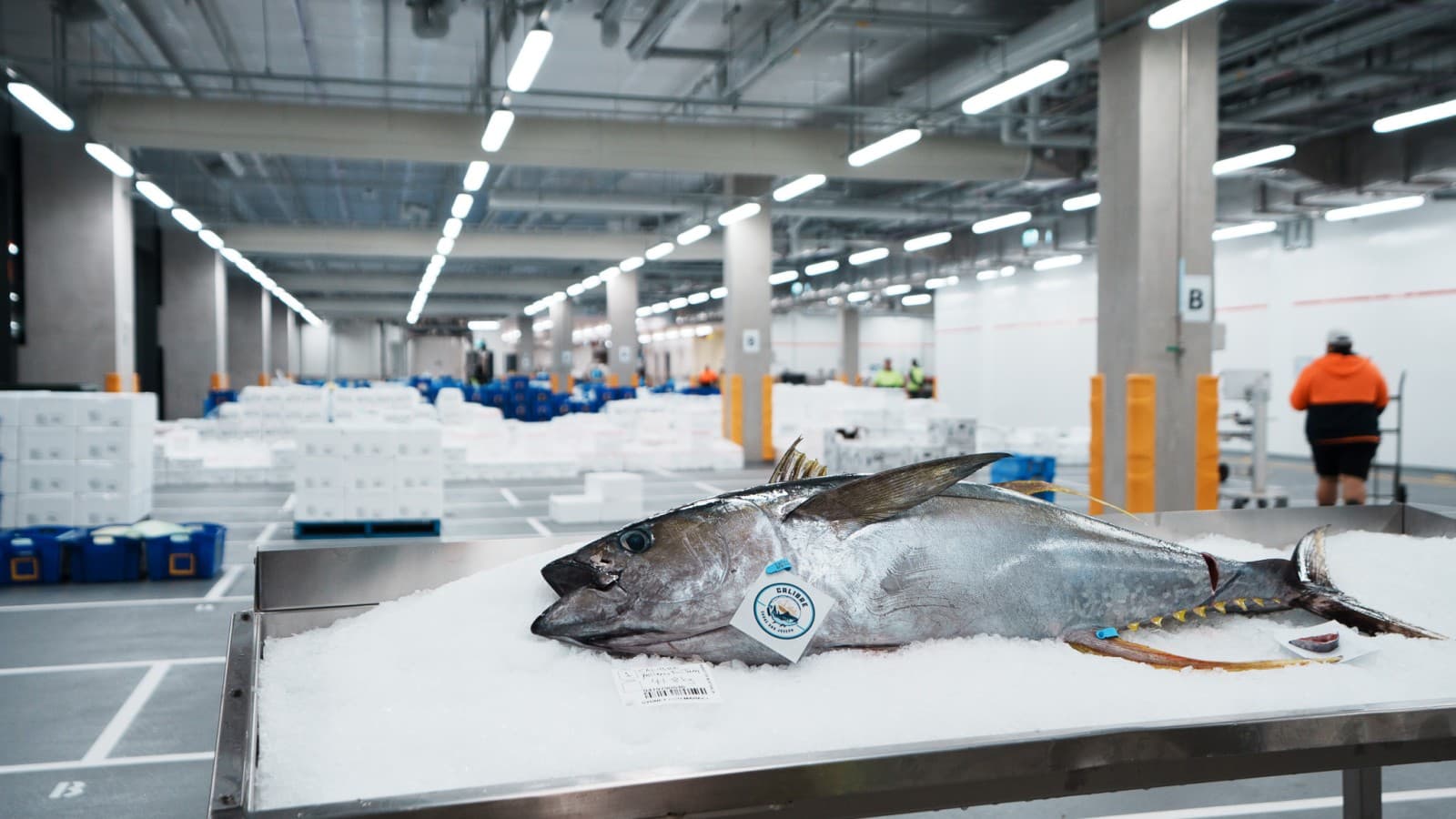 Ogni giorno, al New Sydney Fish Market vengono lavorate e vendute tra le 50 e le 60 tonnellate di pesce e frutti di mare. (© Grainger Films) Ogni giorno, al New Sydney Fish Market vengono lavorate e vendute tra le 50 e le 60 tonnellate di pesce e frutti di mare. (© Grainger Films)